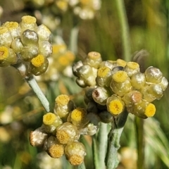 Pseudognaphalium luteoalbum (Jersey Cudweed) at Coornartha Nature Reserve - 18 Nov 2022 by trevorpreston