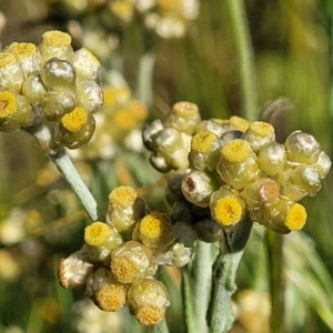 Pseudognaphalium luteoalbum at Glen Fergus, NSW - 19 Nov 2022