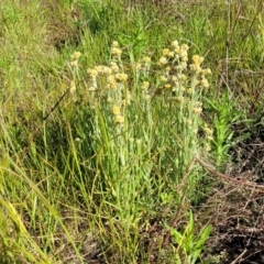 Pseudognaphalium luteoalbum at Glen Fergus, NSW - 19 Nov 2022