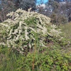 Rubus anglocandicans (Blackberry) at Symonston, ACT - 18 Nov 2022 by CallumBraeRuralProperty