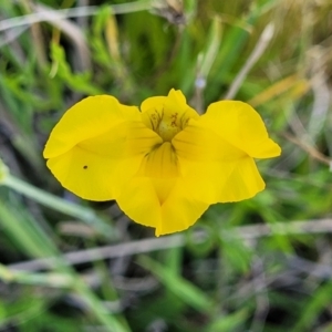 Goodenia pinnatifida at Glen Fergus, NSW - 19 Nov 2022