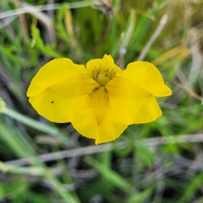 Goodenia pinnatifida (Scrambled Eggs) at Coornartha Nature Reserve - 18 Nov 2022 by trevorpreston