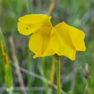 Goodenia pinnatifida at Glen Fergus, NSW - 19 Nov 2022