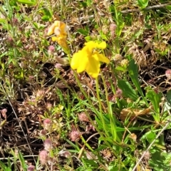 Goodenia pinnatifida at Glen Fergus, NSW - 19 Nov 2022