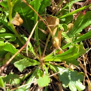 Goodenia pinnatifida at Glen Fergus, NSW - 19 Nov 2022