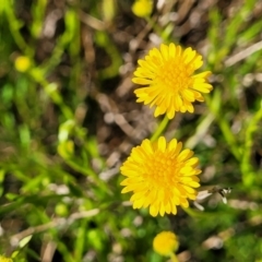Calotis lappulacea (Yellow Burr Daisy) at Glen Fergus, NSW - 19 Nov 2022 by trevorpreston