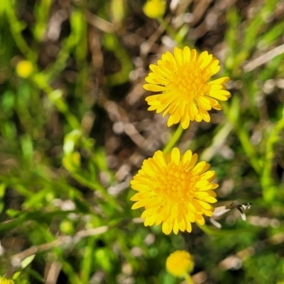 Calotis lappulacea (Yellow Burr Daisy) at Glen Fergus, NSW - 19 Nov 2022 by trevorpreston