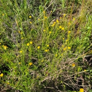 Calotis lappulacea at Glen Fergus, NSW - 19 Nov 2022