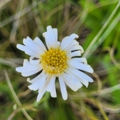 Brachyscome sp. (Cut-leaf Daisy) at Glen Fergus, NSW - 18 Nov 2022 by trevorpreston