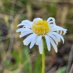 Brachyscome sp. at Glen Fergus, NSW - 19 Nov 2022 09:03 AM