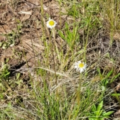 Brachyscome sp. at Glen Fergus, NSW - 19 Nov 2022 09:03 AM