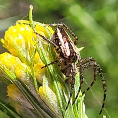 Plebs bradleyi (Enamelled spider) at Glen Fergus, NSW - 19 Nov 2022 by trevorpreston