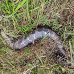 Tiliqua scincoides scincoides (Eastern Blue-tongue) at Jerrabomberra, ACT - 19 Nov 2022 by CallumBraeRuralProperty
