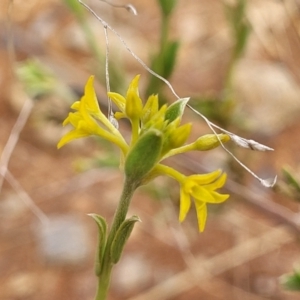 Pimelea curviflora var. sericea at Bunyan, NSW - 19 Nov 2022