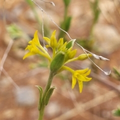 Pimelea curviflora var. sericea (Curved Riceflower) at Bunyan, NSW - 18 Nov 2022 by trevorpreston