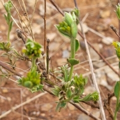 Pimelea curviflora var. sericea at Bunyan, NSW - 19 Nov 2022