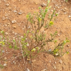 Pimelea curviflora var. sericea at Bunyan, NSW - 19 Nov 2022