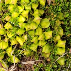Dodonaea procumbens (Creeping Hop-bush) at Bunyan, NSW - 18 Nov 2022 by trevorpreston