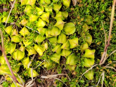 Dodonaea procumbens (Creeping Hop-bush) at Bunyan, NSW - 19 Nov 2022 by trevorpreston