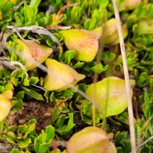 Dodonaea procumbens at Bunyan, NSW - 19 Nov 2022