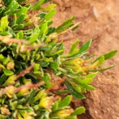 Dodonaea procumbens at Bunyan, NSW - 19 Nov 2022