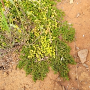 Dodonaea procumbens at Bunyan, NSW - 19 Nov 2022