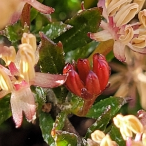 Dodonaea procumbens at Bredbo, NSW - suppressed