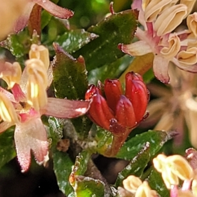 Dodonaea procumbens (Creeping Hop-bush) at Bredbo, NSW - 19 Nov 2022 by trevorpreston