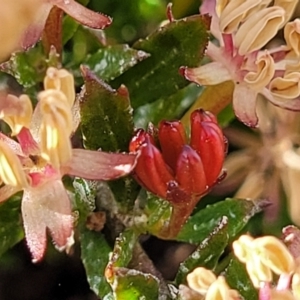 Dodonaea procumbens at Bredbo, NSW - 19 Nov 2022