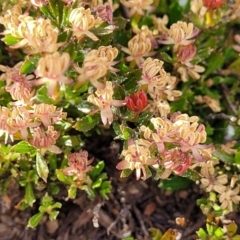 Dodonaea procumbens at Bredbo, NSW - suppressed