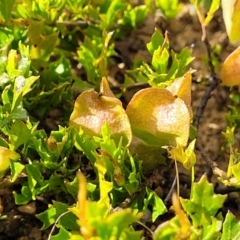 Dodonaea procumbens (Creeping Hop-bush) at Bredbo, NSW - 19 Nov 2022 by trevorpreston