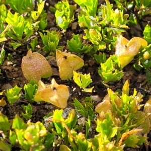 Dodonaea procumbens at Bredbo, NSW - 19 Nov 2022