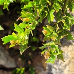 Dodonaea procumbens at Bredbo, NSW - 19 Nov 2022