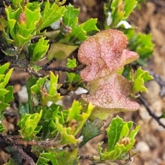 Dodonaea procumbens at Bredbo, NSW - 19 Nov 2022