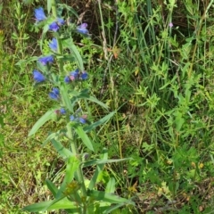 Echium vulgare (Vipers Bugloss) at Mount Mugga Mugga - 20 Nov 2022 by Mike