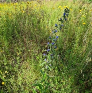 Echium vulgare at O'Malley, ACT - 20 Nov 2022