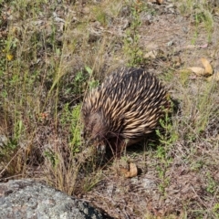 Tachyglossus aculeatus (Short-beaked Echidna) at O'Malley, ACT - 20 Nov 2022 by Mike
