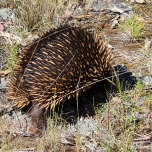 Tachyglossus aculeatus at O'Malley, ACT - 20 Nov 2022 04:17 PM