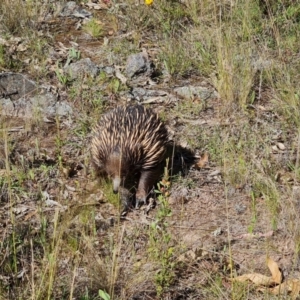 Tachyglossus aculeatus at O'Malley, ACT - 20 Nov 2022