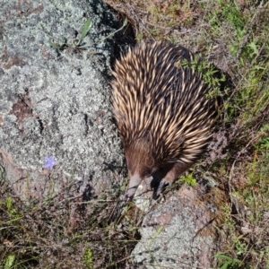 Tachyglossus aculeatus at O'Malley, ACT - 20 Nov 2022 04:17 PM