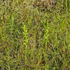 Microtis sp. (Onion Orchid) at O'Malley, ACT - 20 Nov 2022 by Mike