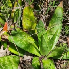 Aloe sp. at O'Malley, ACT - 20 Nov 2022 by Mike