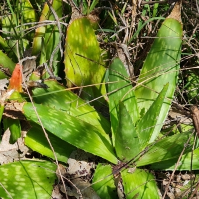 Aloe sp. at O'Malley, ACT - 20 Nov 2022 by Mike