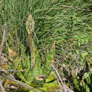 Aloe sp. at O'Malley, ACT - 20 Nov 2022