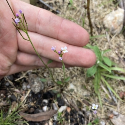 Cardamine franklinensis (Franklin Bitter Cress) at Scabby Range Nature Reserve - 19 Nov 2022 by MattM