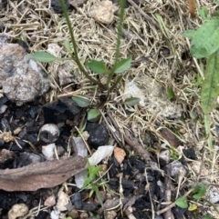 Cardamine franklinensis at Yaouk, NSW - 19 Nov 2022 03:38 PM