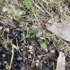 Cardamine franklinensis at Yaouk, NSW - 19 Nov 2022 03:38 PM