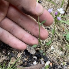 Cardamine franklinensis at Yaouk, NSW - 19 Nov 2022 03:38 PM