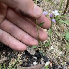 Cardamine franklinensis at Yaouk, NSW - 19 Nov 2022