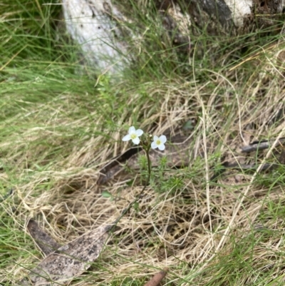 Cardamine franklinensis (Franklin Bitter Cress) at Yaouk, NSW - 19 Nov 2022 by MattM